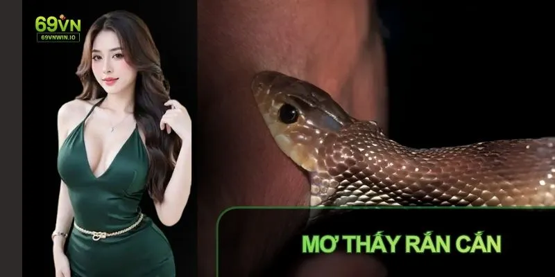 Mơ Thấy Rắn Cắn: Giải Mã Ý Nghĩa Theo Quan Niệm Dân Gian 3 Mơ thấy rắn cắn giải mã ý nghĩa